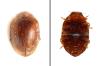 Scymnus sp.